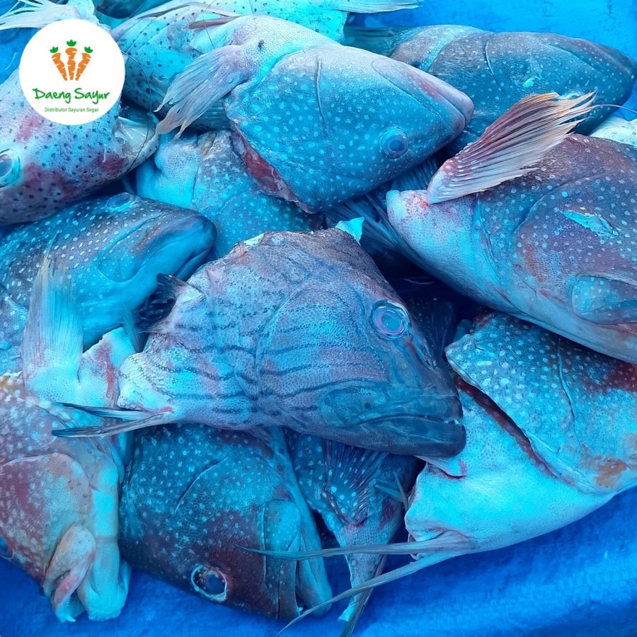 

Kepala Ikan Sunu Segar - 500gr