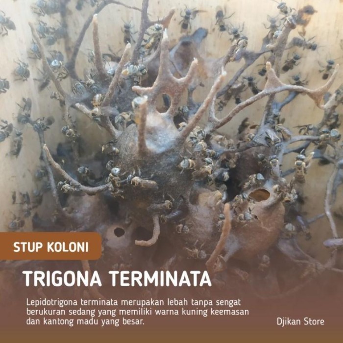 Promo Terbatas Bibit Lebah Klanceng Terminata Atau Klanceng Emas Dalam Stup Aman