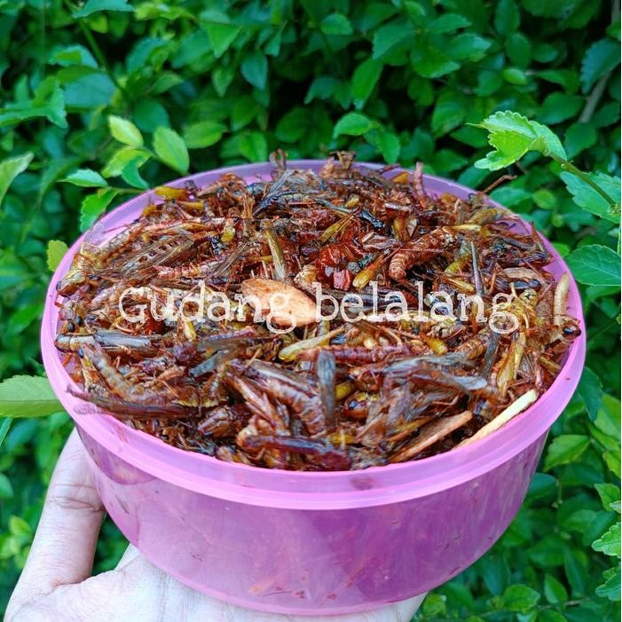 

MURAH Belalang goreng kecil toples warna Pedas Gurih Food Snacks Keripik