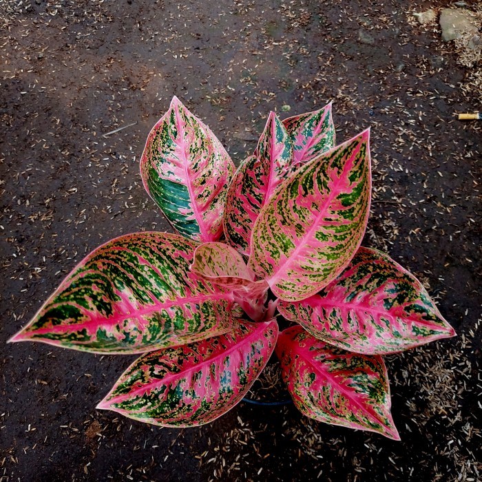 Aglonema Reanita Surya Lokal