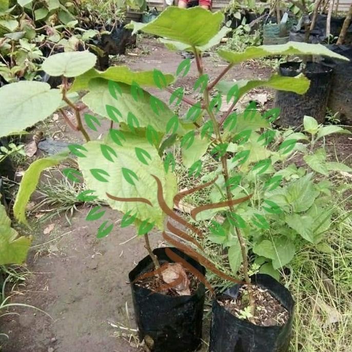 PREMIUM Bibit Tanaman Buah Kiwi Golden Premium-Bibit Pohon Kiwi Golden Premium