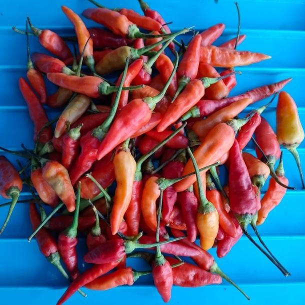 

Rawit Merah Rawit Cabe Rawit 1 G Rawit Merah 12 G Rawit 14