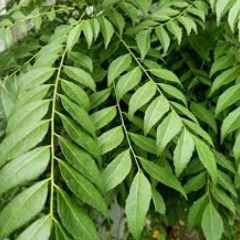 

Trend Daun Kari Salam Koja Segar 15 Tangkai - Cuci Gudang