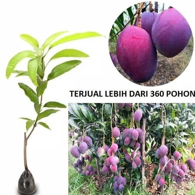 Bibit Pohon Mangga Irwin Tanaman Mangga Ungu Okulasi Siap Berbuah PREMIUM