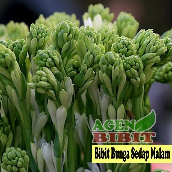 Tanaman Bunga Sedap Malam Putih - Bibit Pohon Hias Taman PREMIUM
