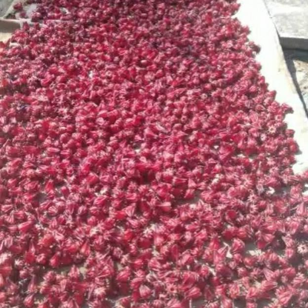 

Bunga rosella kering 1kg siap seduh rosela super rosella merah Teratas