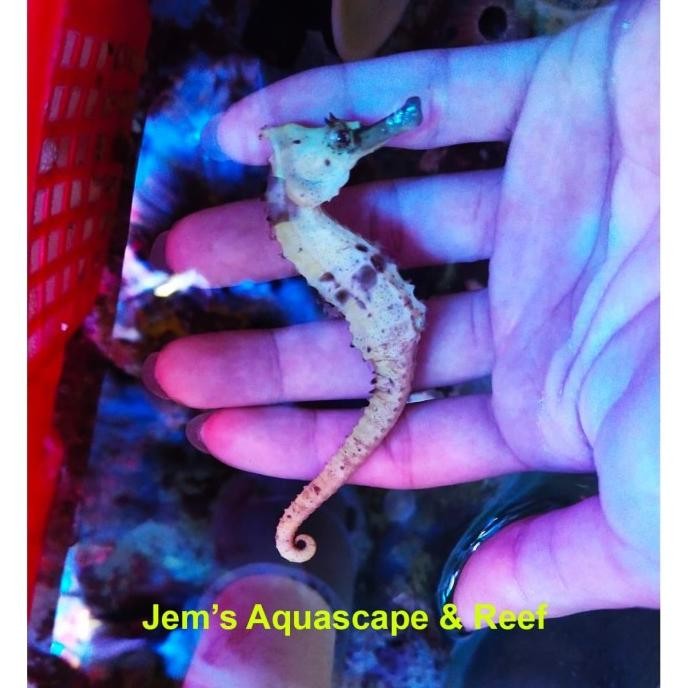 Kuda Laut Kuning (Yellow Sea Horse)
