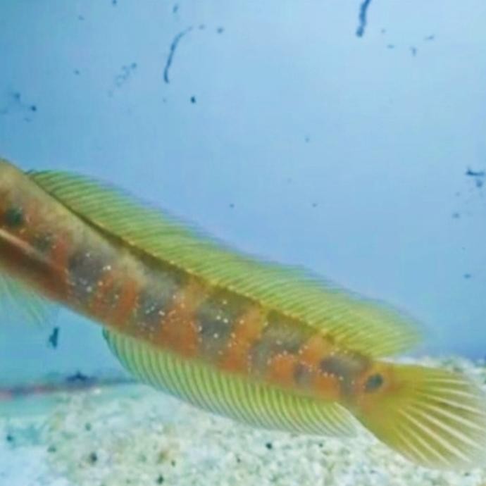 Grosir Channa Asiatika Rs Red Strip 20Cm Gondrong Flaring Tangan Kaca Single