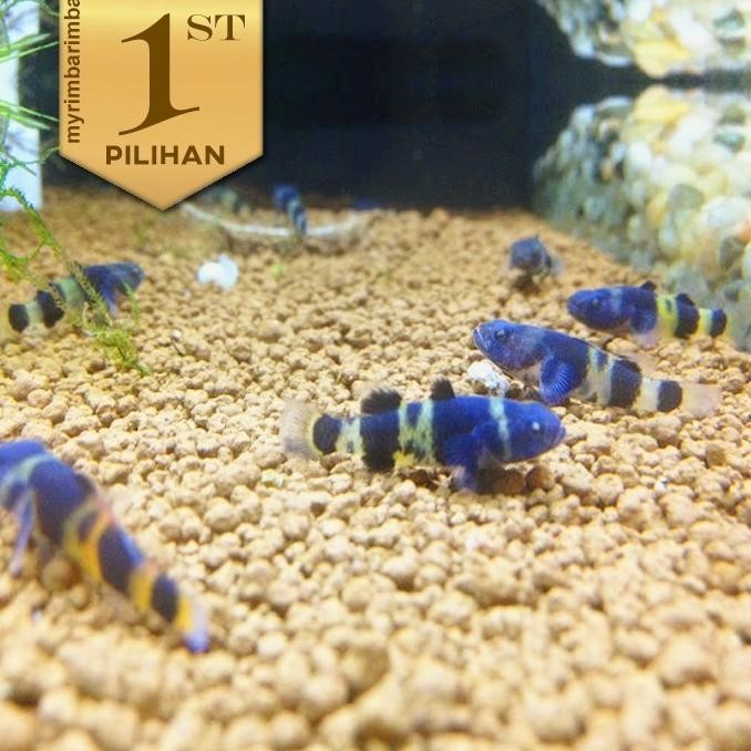 Paket Koloni (isi 10) Anakan Mini Goby Bumblebee Ikan Hias Aquascape HIasan Aquarium Micro