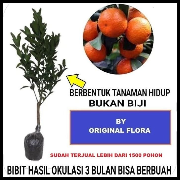 

BIBIT JERUK SANTANG MADU