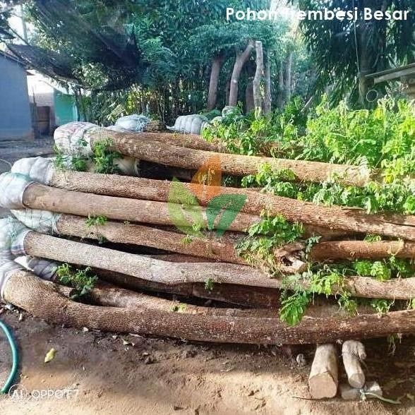 pohon trembesi/pohon pelindung murah