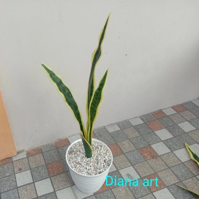 tanaman lidah mertua palsu#lidah mertua latex#lidah mertua artificial# murah