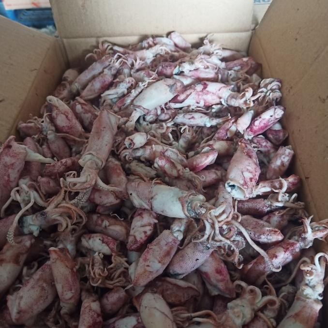 

Cumi asin 1kg/ikan asin cumi/cumi asin rebus HP