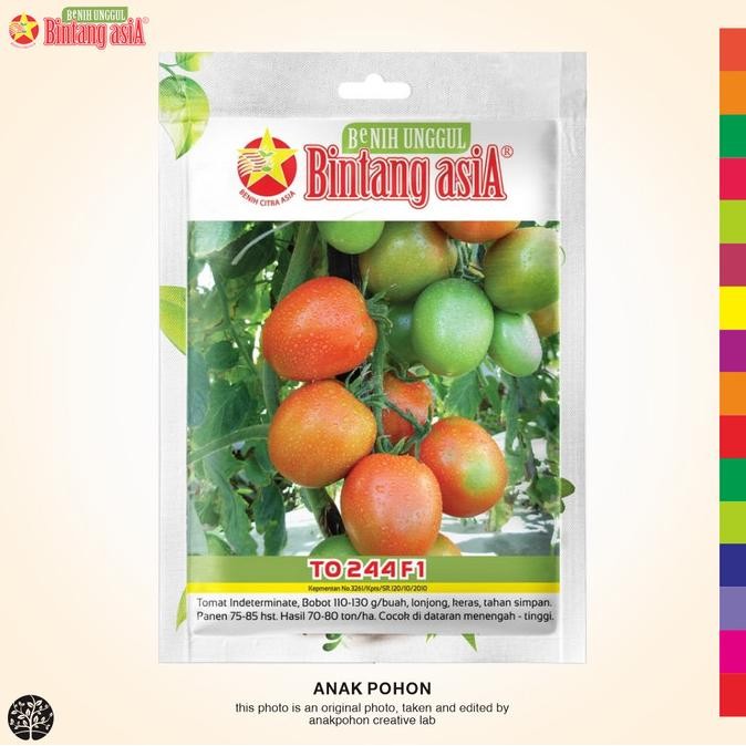 (1 PACK) Benih Tomat TO 244 F1 Lonjong Indeterminate Seeds -0,5 GRAM murah
