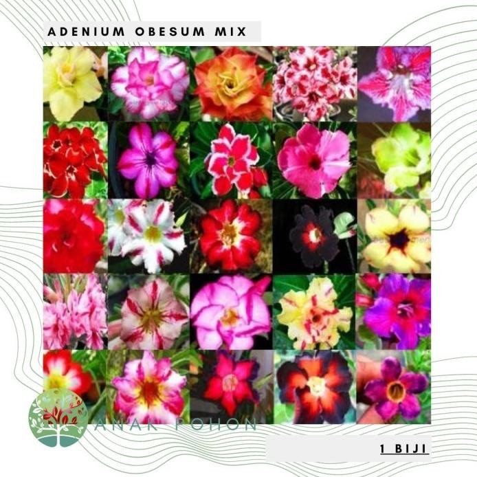 Benih / Bibit / Biji - Bunga Adenium Obesum Mix Seeds - IMPORT murah