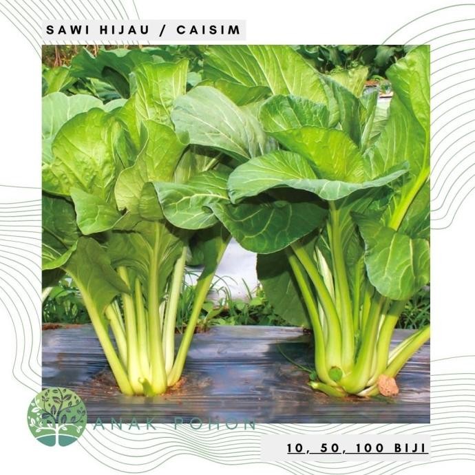 Benih Bibit Biji - Sawi Hijau Manis Puteri / Sawi Bakso / Caisim murah