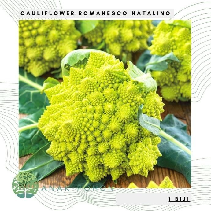 

Benih / Bibit / Biji - Cauliflower Romanesco Natalino Seeds - IMPORT murah