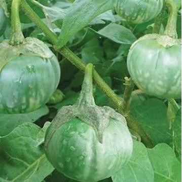 Benih / Bibit / Biji - Terong Hijau Bulat Lalapan Limao Jawara - LOKAL murah