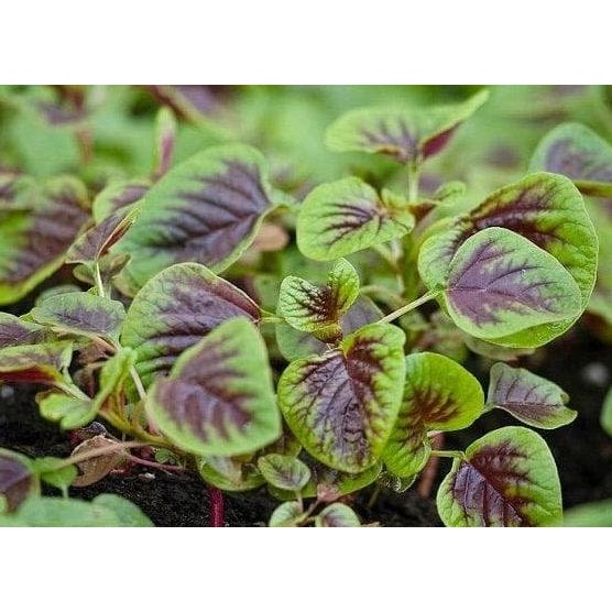 Benih / Bibit / Biji - Bayam Belang (Tiger Spinach) - IMPORT murah