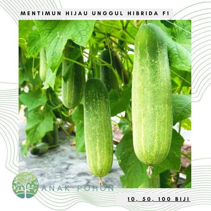 Benih / Bibit / Biji - Mentimun Timun Hybrid F1 - LOKAL murah