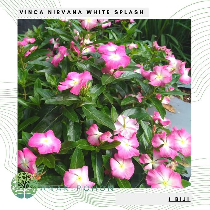 Benih Bibit Biji - Bunga Vinca Sultan Nirvana White Splash Rare Seeds murah