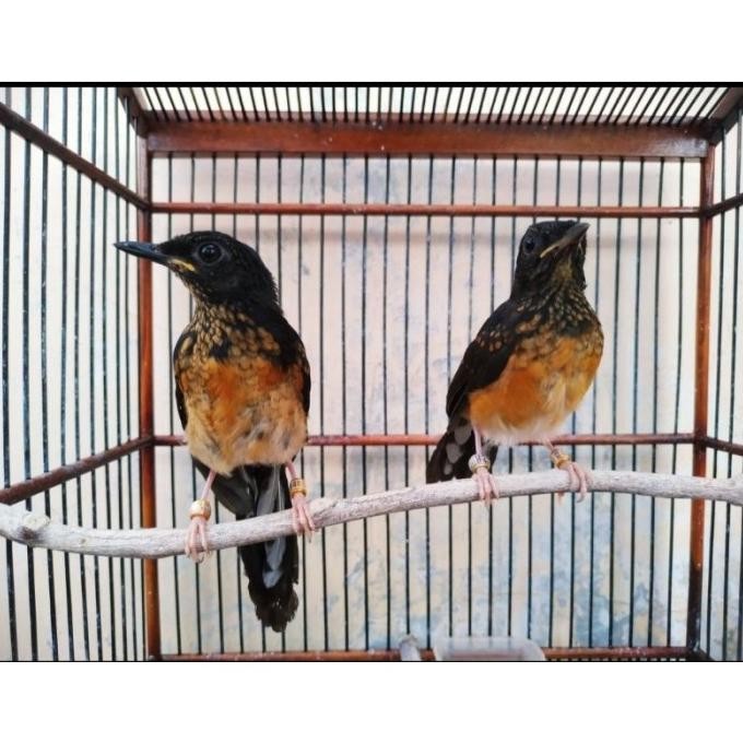 Burung Murai Batu Medan Trotol Sepasang Murai Trotol Jantan dan Betina murah