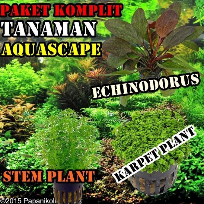 (Good) Paket 10 Jenis Tanaman Aquascape ( Stem Karpet Echinodorus )