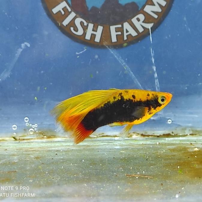 (Good) Ikan Platy Hawai/ Variatus Cendrawasih