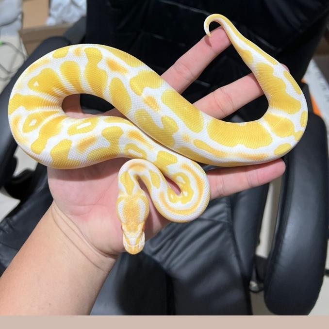 ball python albino + jual uler albino + ball phyton albino