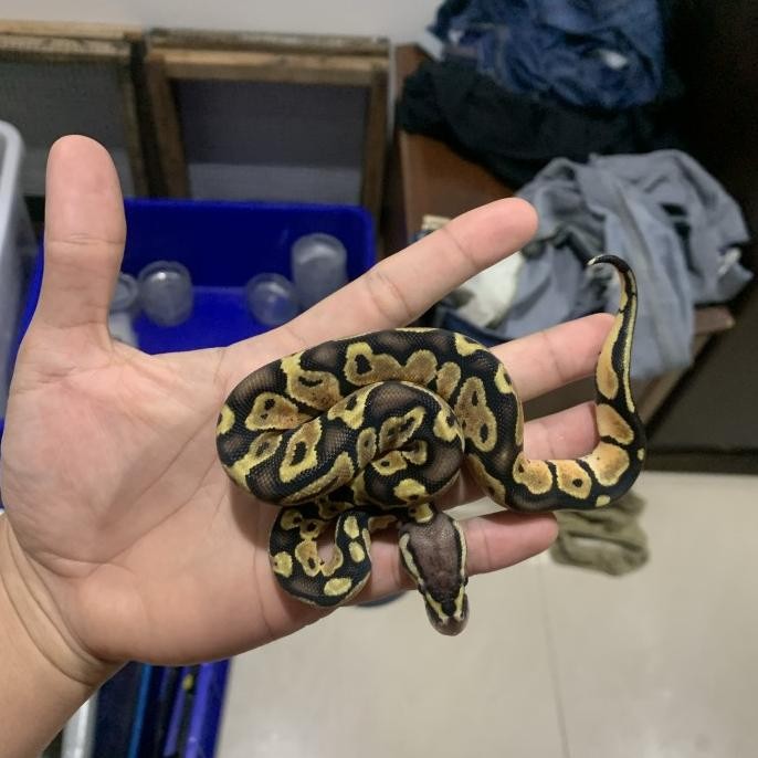 ball python pastel / ballphyton pastel