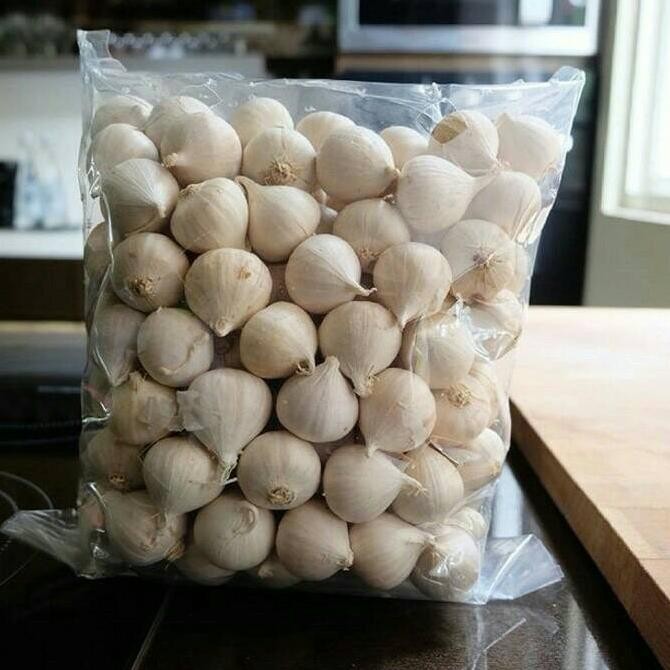 

Bawang Putih Tunggal / Bawang Lanang 1KG /Bawang Kesehatan Jantung [terbaik]