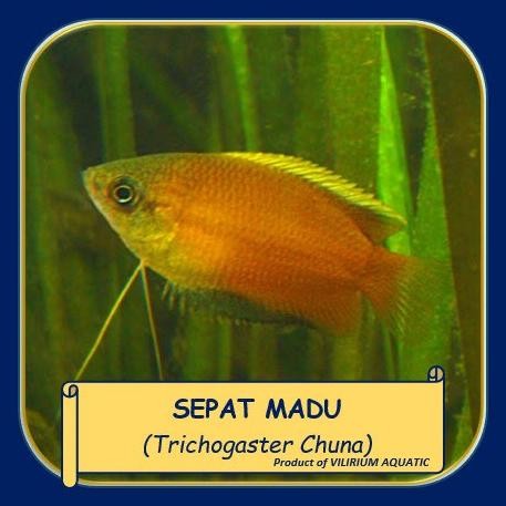 Murah IKAN HIAS AIR TAWAR - HONEY GOURAMI / SEPAT MADU/ GURAME MADU Non COD