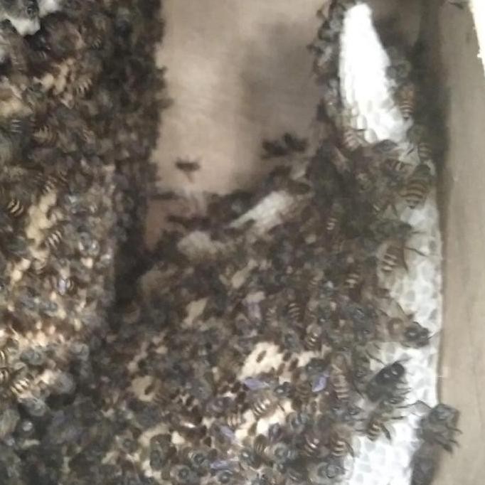 

Sale Madu Hutan Liar Sialang Asli 1Kg Honey Alami