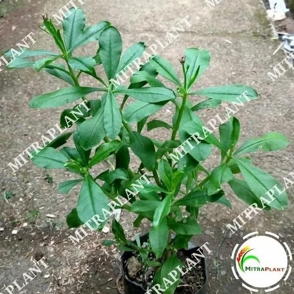 [Good] Bibit Tanaman Ginseng Jawa - Pohon Ginseng Jawa - Tanaman Herbal