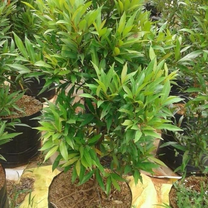 [Good] PROMO tanaman pucuk merah 30cm//pucuk merah