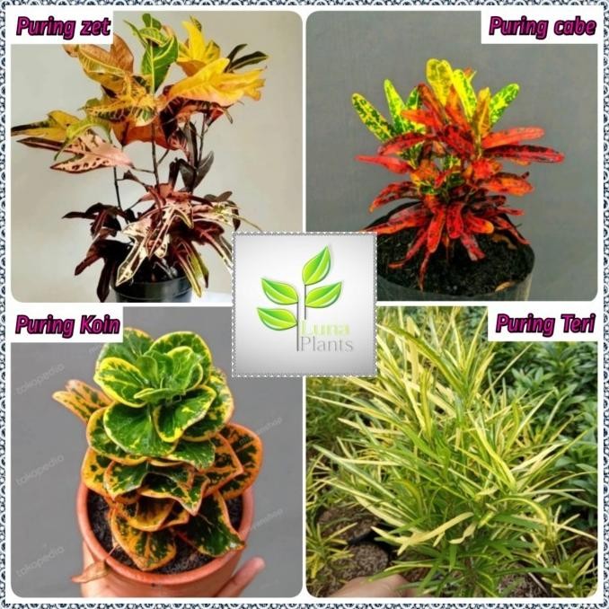 [Good] Tanaman hias puring paket - paket puring - paket hemat puring