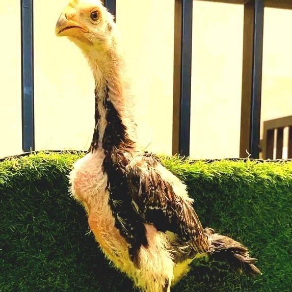Promo Anak Ayam Shamo Ukuran Super Berkwlitas/Usi 2Bulan