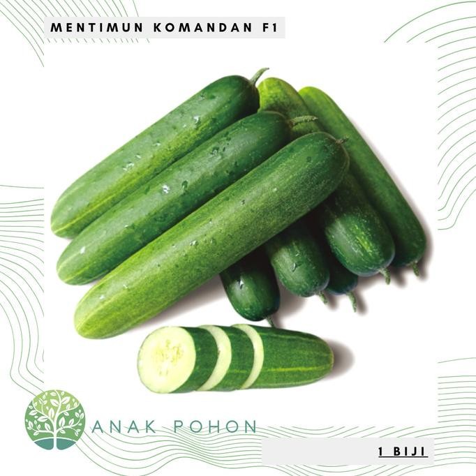 fresh  Benih Bibit Biji - Mentimun Rujak KOMANDAN F1 Hibrida Seeds murah