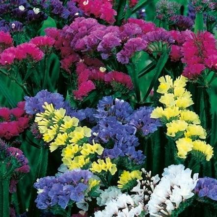 fresh  Benih / Bibit / Biji - Statice Special Mixed Flower Seeds - IMPORT murah