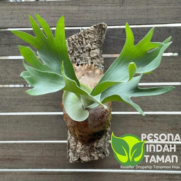Terlaris Tanaman Hias Platycerium Hillii Papuanum - Tanaman Platycerium Hilli