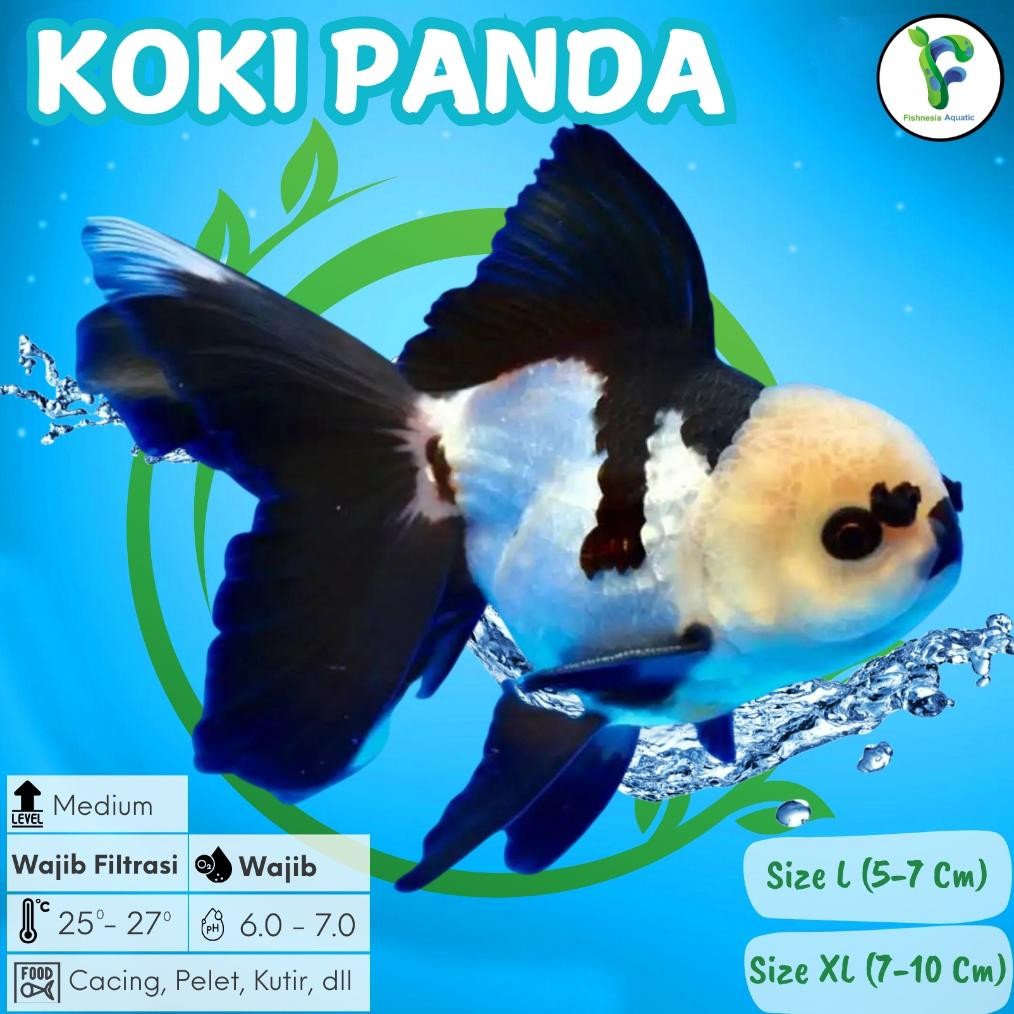 Ikan Mas Koki Panda GRADE A Size XL 7-10 Cm Asli Blitar / Goldfish Panda / Koki Panda 3 Color / Koki