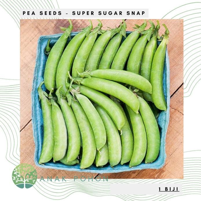 

fresh !!! Benih Bibit Biji - Pea Super Sugar Snap Kacang Polong Seeds - IMPORT