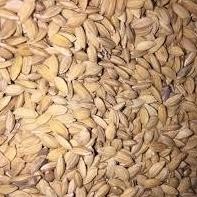fn-56 OKK-1520 Gabah Bangkok 500 Gram Gabah Padi Lampung Makanan Burung Ayam Lovebird Perkutut Merpa