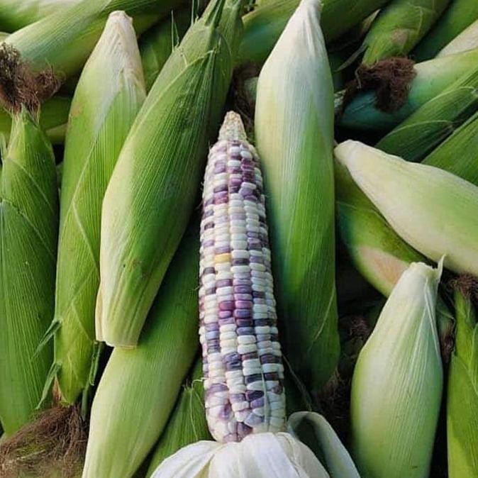 

Jagung Ketan Batik 1 Kilogram nUg
