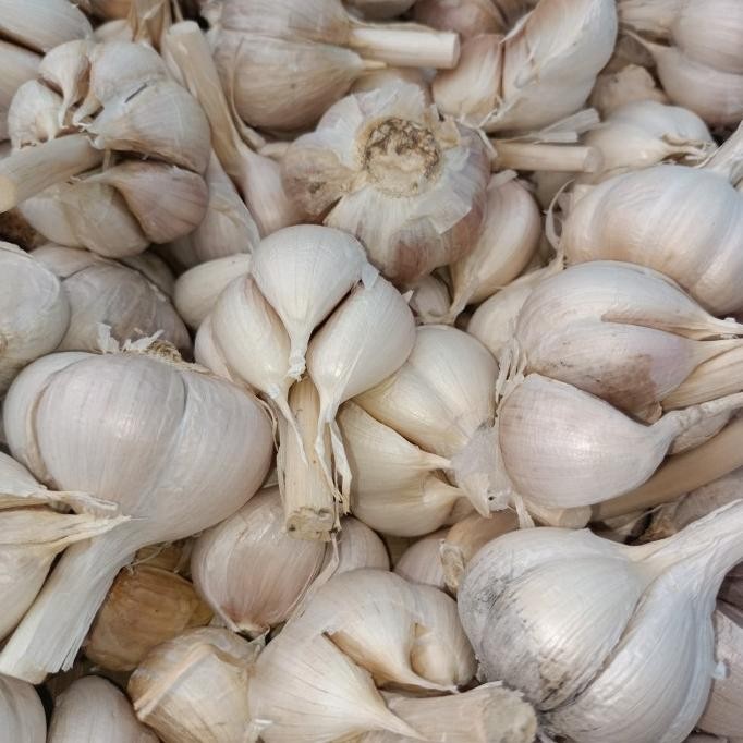

bawang putih kating 1kg bersih besar nUg