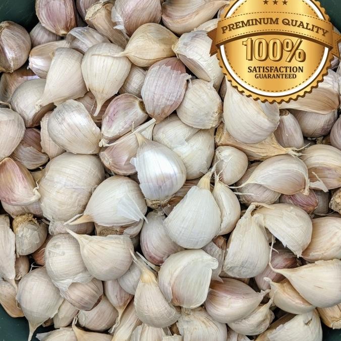 

Bawang Putih Kating nUg