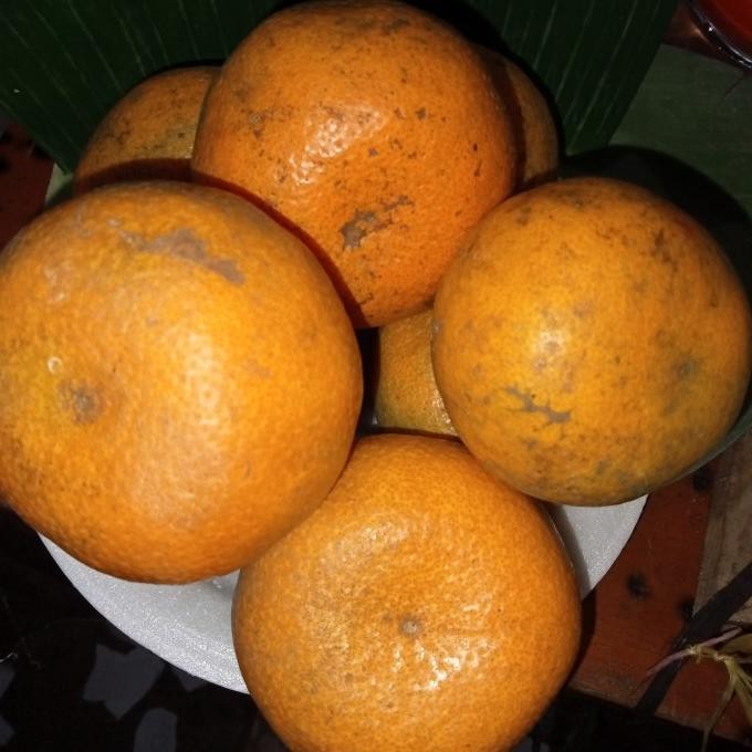 

Jeruk medan super manis jumbo 1kg nUg