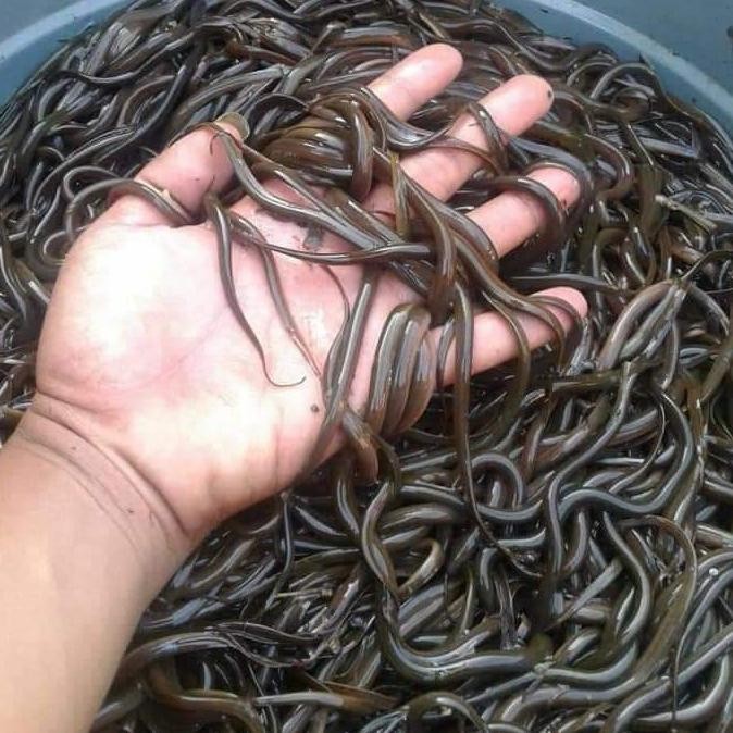 

[[ RASTASTR / BELUT KECIL/BIBIT BELUT BEST SELLER