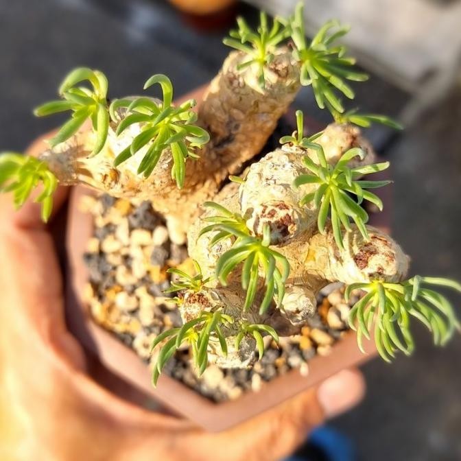 RARE [BIBIT TANAMAN LANGKA SUKULEN IMPORT] Tylecodon Rubrovenosus