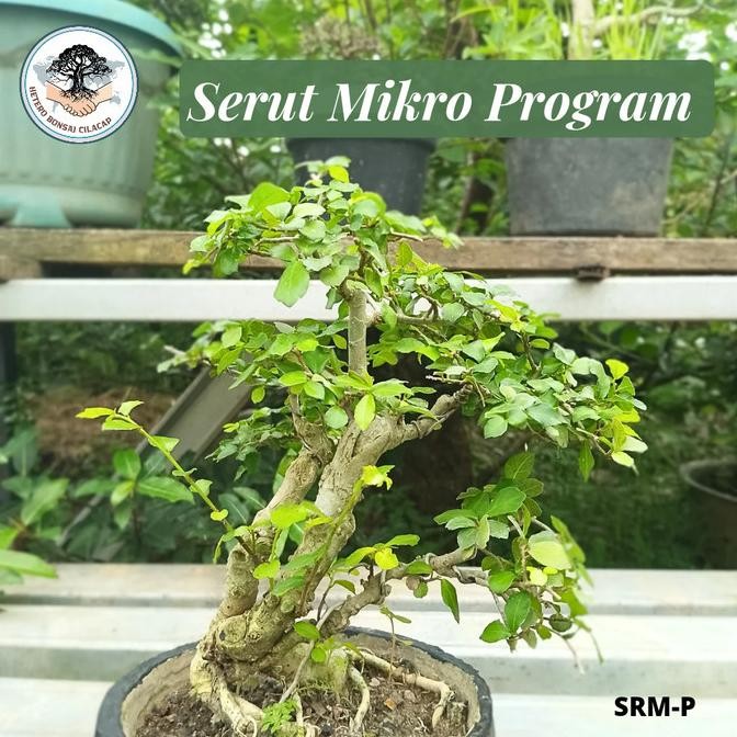 Bahan Bonsai Serut Program Mame, Bibit Bonsai Tanaman Hias